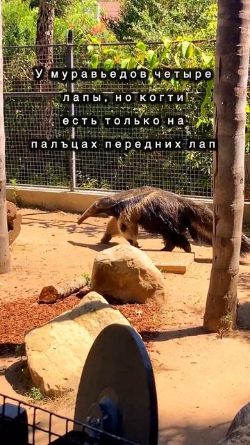 Муравьеды. Интересно знать.#животные #муравьи #санта барбара#зоопарк #zoo смотреть онлайн