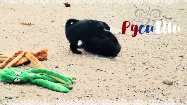 Русиши в битвах