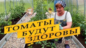 Томаты. Предупреждаем ранние болезни.