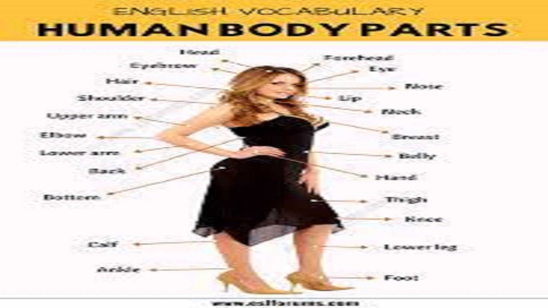 LESSON ➢ PARTS OF BODY(HEALTH) 🦾🦾🦾 смотреть онлайн