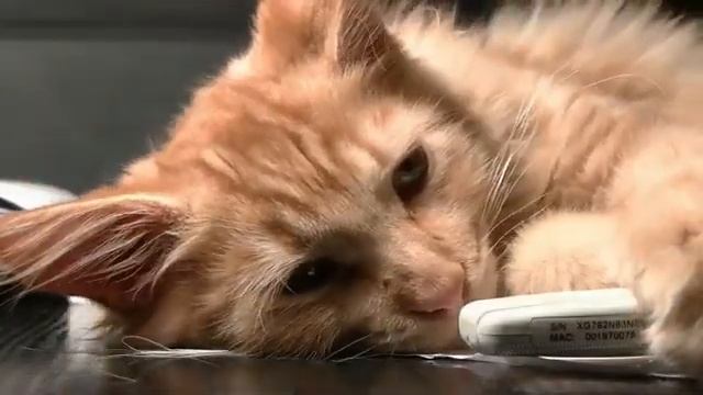 Cat In Blender China Case. #catinblender #cat #blender