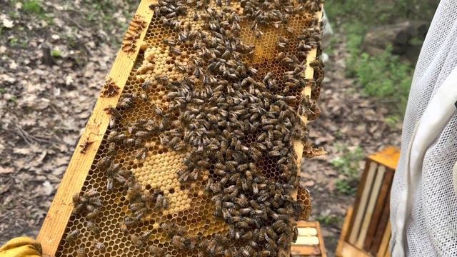 Crazy hive work in just 2 Days | Nectar Flow Soon! смотреть онлайн