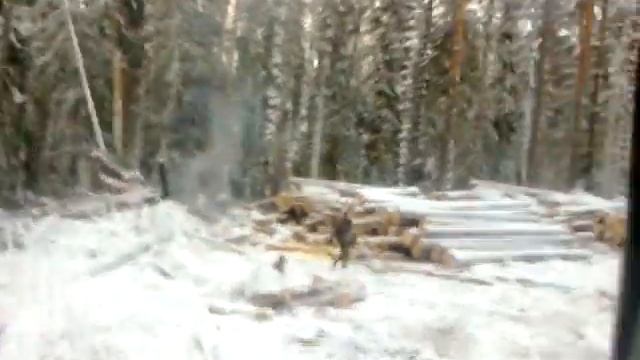 Заготовка леса.