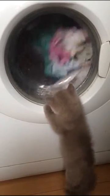 Мой котёнок Паштет бесится