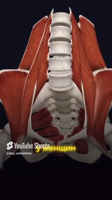 Кому нужно укреплять мышцы тазового дна и зачем? смотреть онлайн