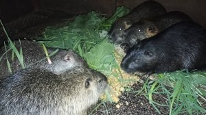 Конский щавель на десерт НУТРИЯМ! 29.03.25