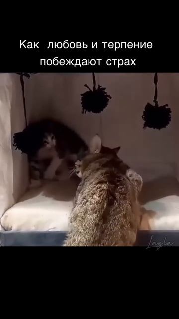 До конца 🥹 #рутуб #смотретьрутуб #рутубвидео #животные #втоп #shorts #коты #США #красныелинии