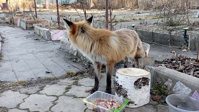 Лисичка Цыца стала мамой. Видео от 2 апреля смотреть онлайн