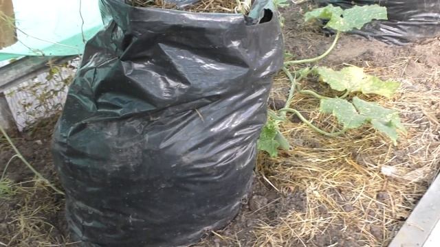 Выращивание овощей в мобильных грядках ! смотреть онлайн