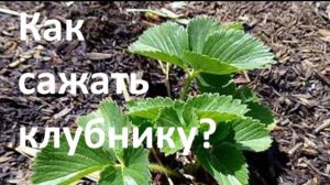Как сажать клубникУ?  Супер способ: 100% приживаемость!