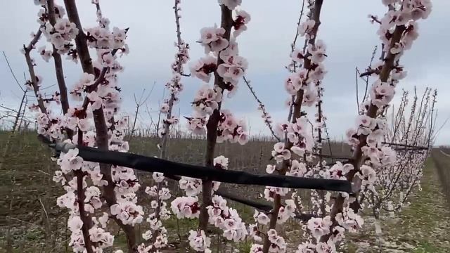 Цвітіння і запилення абрикоса сорту Цунамі, у промисловому саду.Обприскування після цвітіння. смотреть онлайн