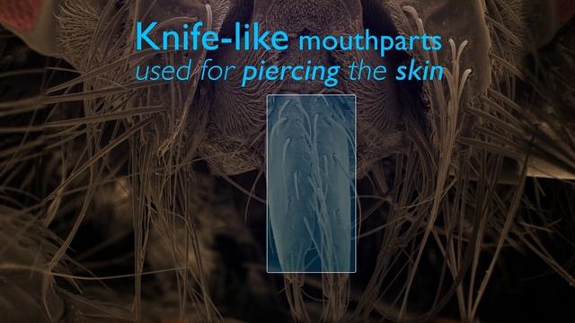 What's so creepy about this fly? | BBC Earth Explore смотреть онлайн