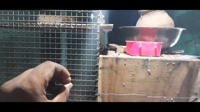 cage cut na pada tab matkia lagaya || Java breeding смотреть онлайн