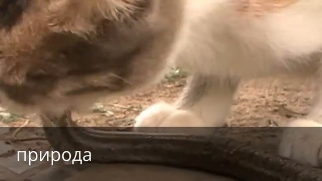 мангуст по черкасски кошка смотреть онлайн