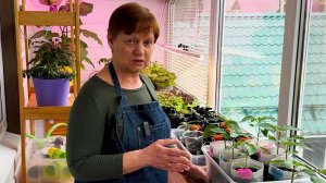 Как понять, чего не хватает рассаде.