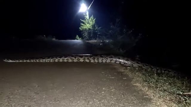 Big snake Ajgar sap 🐍🐍🐍#snake short video смотреть онлайн