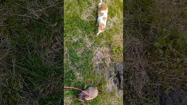 Антоша и Маша , знакомство. смотреть онлайн