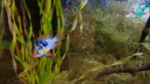 Апистограмма Рамирези