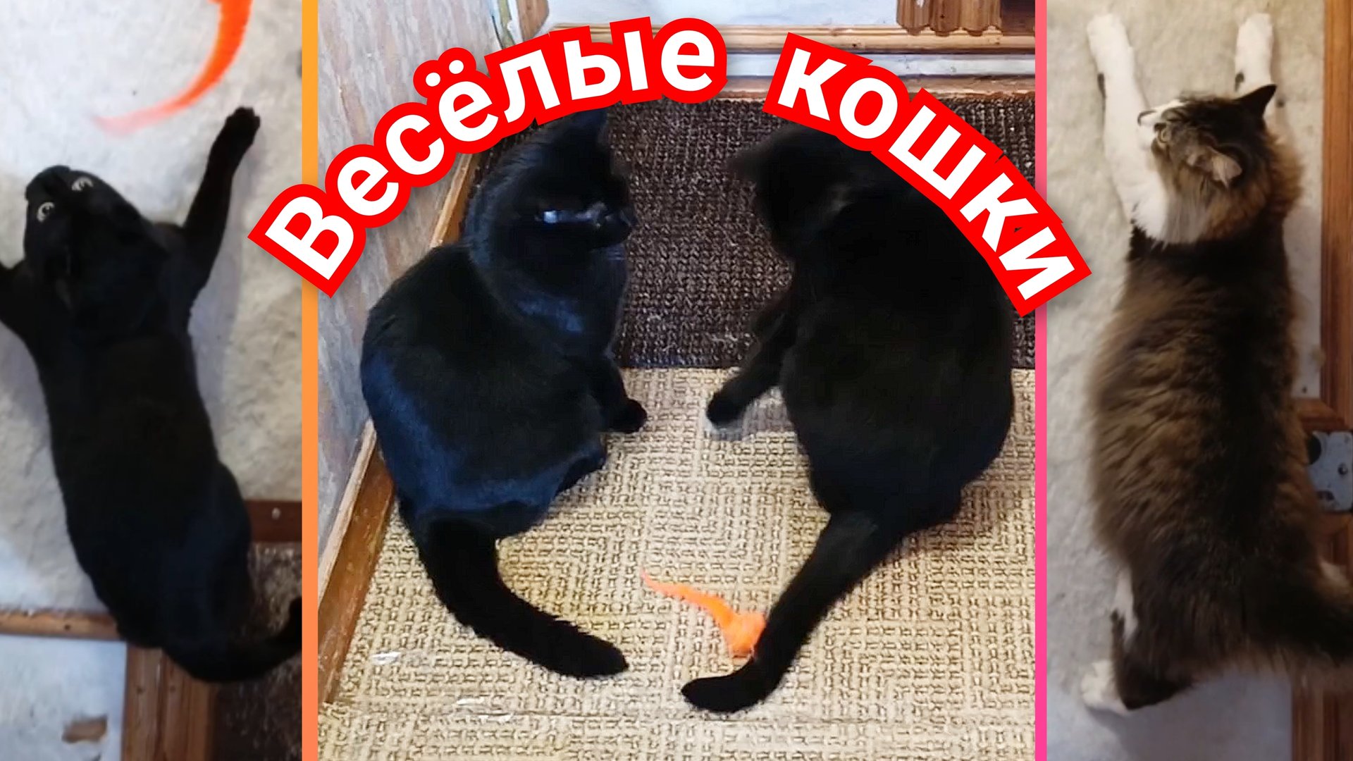 ВЕСЁЛЫЕ КОШКИ. ИГРЫ С КОТИКАМИ смотреть онлайн