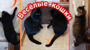 ВЕСЁЛЫЕ КОШКИ. ИГРЫ С КОТИКАМИ
