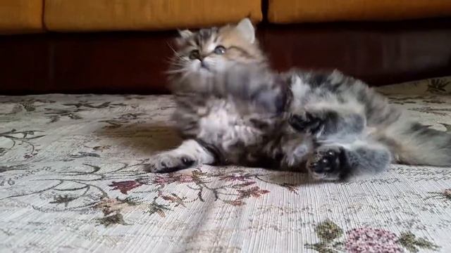 Миша😊 смотреть онлайн