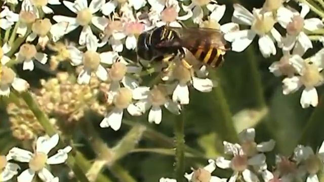 Ectemnius lituratus kutík смотреть онлайн