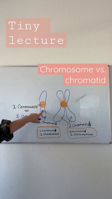Chromosome vs chromatid | TEAS 7 Biology | the cell cycle | Mitosis | смотреть онлайн