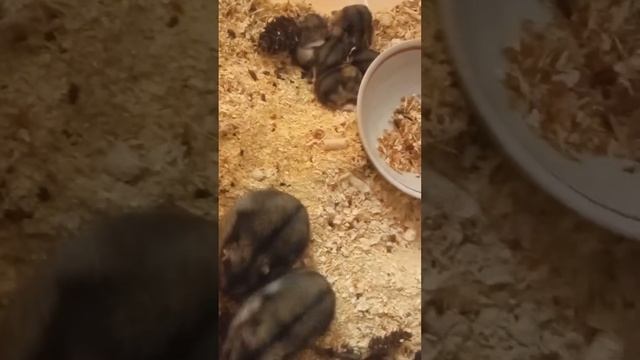 хомяки и виноград смотреть онлайн