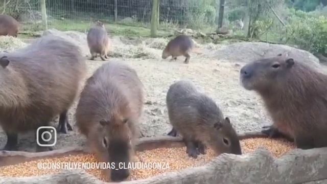 Carpinchos de la reserva de fauna y flora autóctona del Uruguay Cerro Pan de Azúcar смотреть онлайн