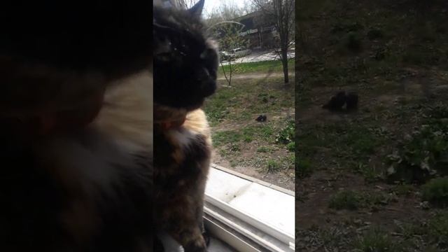лоджия окупирована кошками смотреть онлайн
