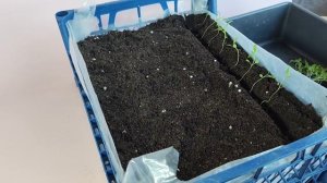 Алиссум: пикировка рассады шаг за шагом.🌿