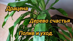 КАК УХАЖИВАТЬ ЗА ДРАЦЕНОЙ. ДРАЦЕНА ПОЛИВ И УХОД.