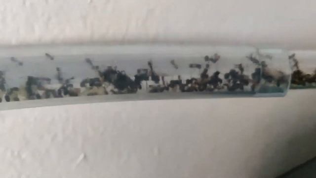 Haltungsbericht 3 | Messor Barbarus смотреть онлайн