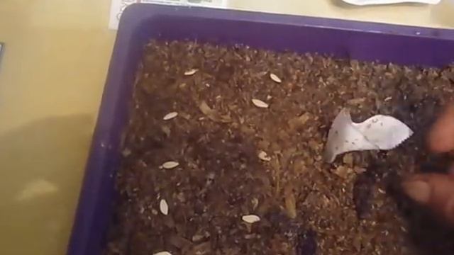 19 04 посев огурчиков в опилки смотреть онлайн