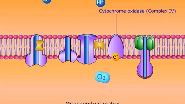 electron transport chain смотреть онлайн