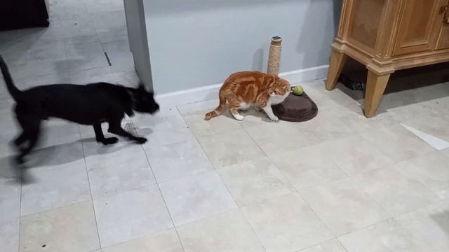 Cat on nip, curious dog. смотреть онлайн