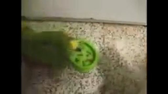 Попугай мешает есть коту!!!😒😒😒 смотреть онлайн