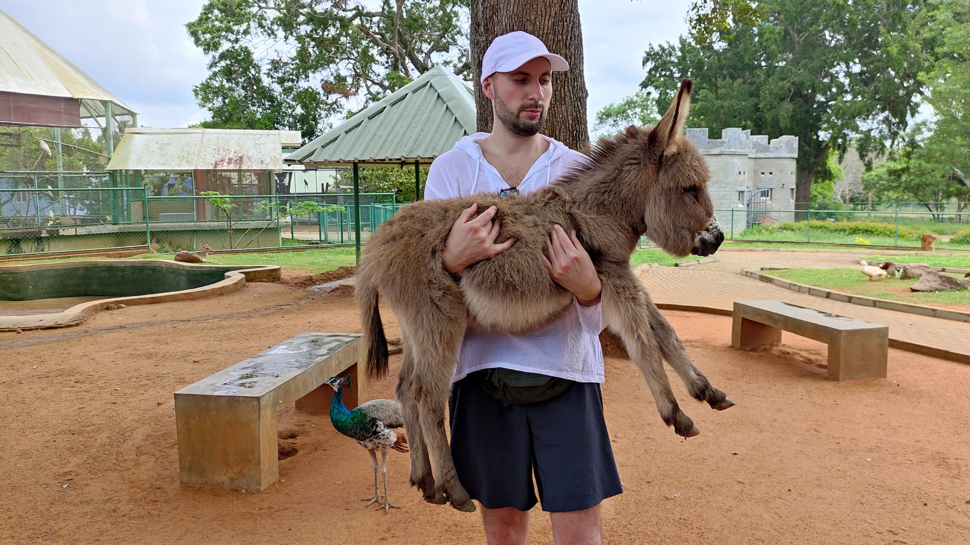 ШРИ-ЛАНКА САФАРИ-ПАРК смотреть онлайн
