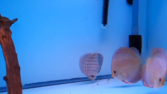 Group of 4 young Discus ( Penang Eruption, Altum Flora ) смотреть онлайн