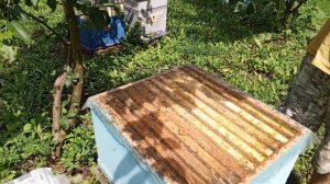 Воспитание маток во втором корпусе через решётку , ньюансы.