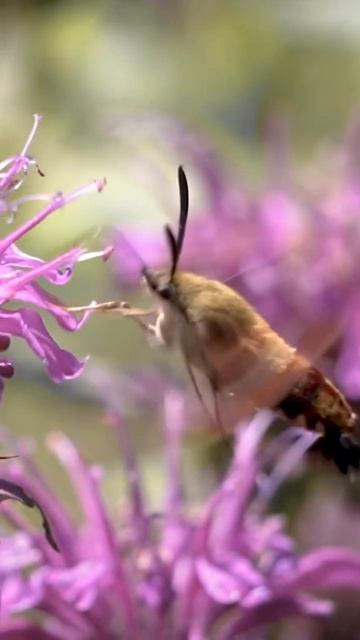 Hummingbird moth slowed to 50% speed is still a blur #nature #wildlife #animals #wildanimals #bugs смотреть онлайн