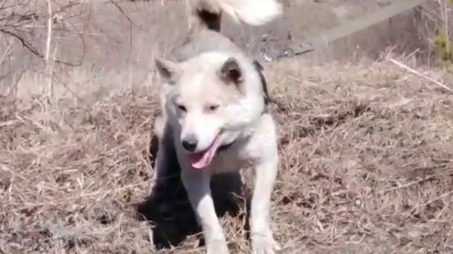 наша прогулка за вербами. 08.04.2023год смотреть онлайн