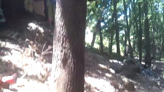 Le singe magot le Macaque berbère (Macaca sylvanus) Foret de Yakouren смотреть онлайн