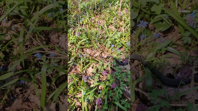 Первая гадюка в этом году смотреть онлайн
