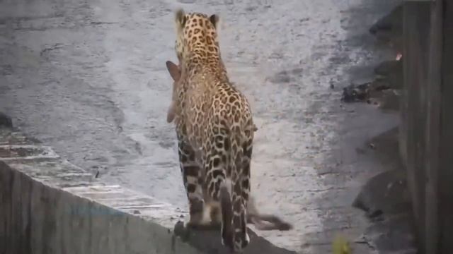 Ягуары нападают на собак . ЖЕСТЬ смотреть онлайн