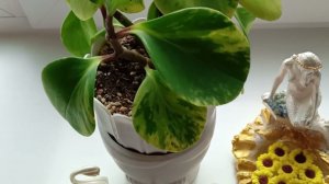 Пеперомия вариегатная