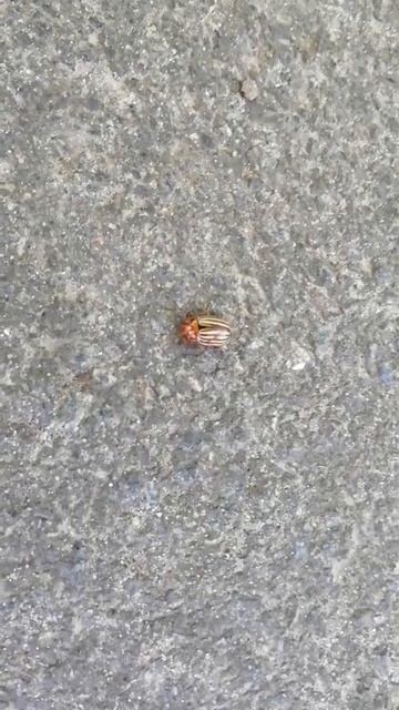 Colorado beetle /Колорадский жук смотреть онлайн