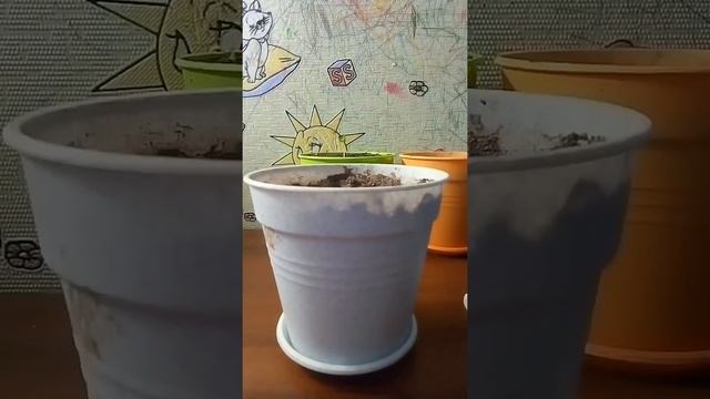 Сажаем новые растения