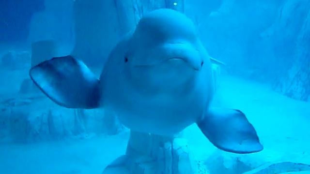 Beluga Whale смотреть онлайн