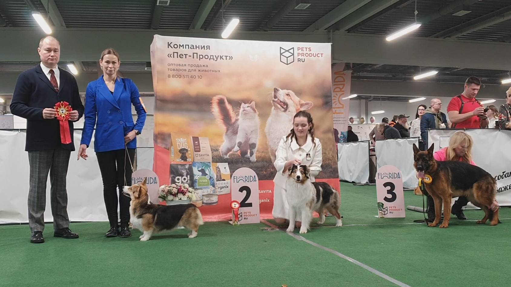 29.03.2025, СПб. Клуб "Спарс" (РКФ, РФСС). Выставка собак САС 1 группы FCI смотреть онлайн